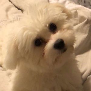 Meet your Posher, Skye